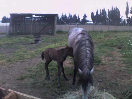 juste a la naissance de sirocco!!