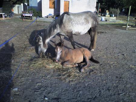 ma chichoune et son poulain